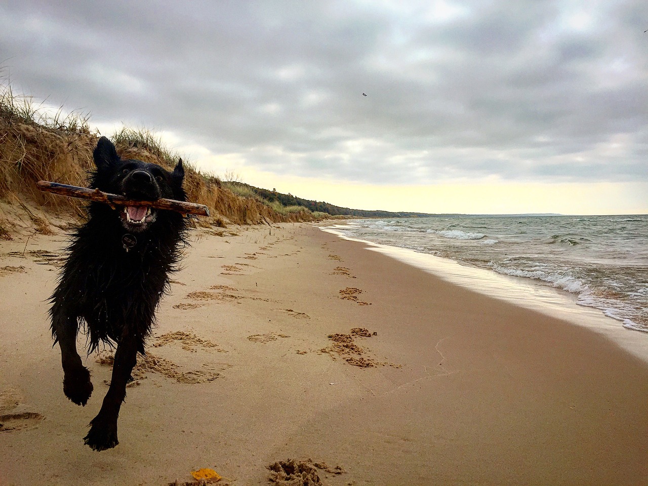 dog beach stick free photo