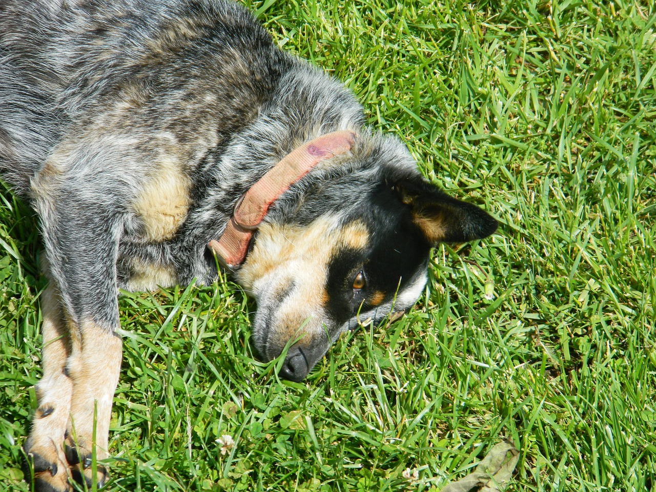 dog friendly grass free photo