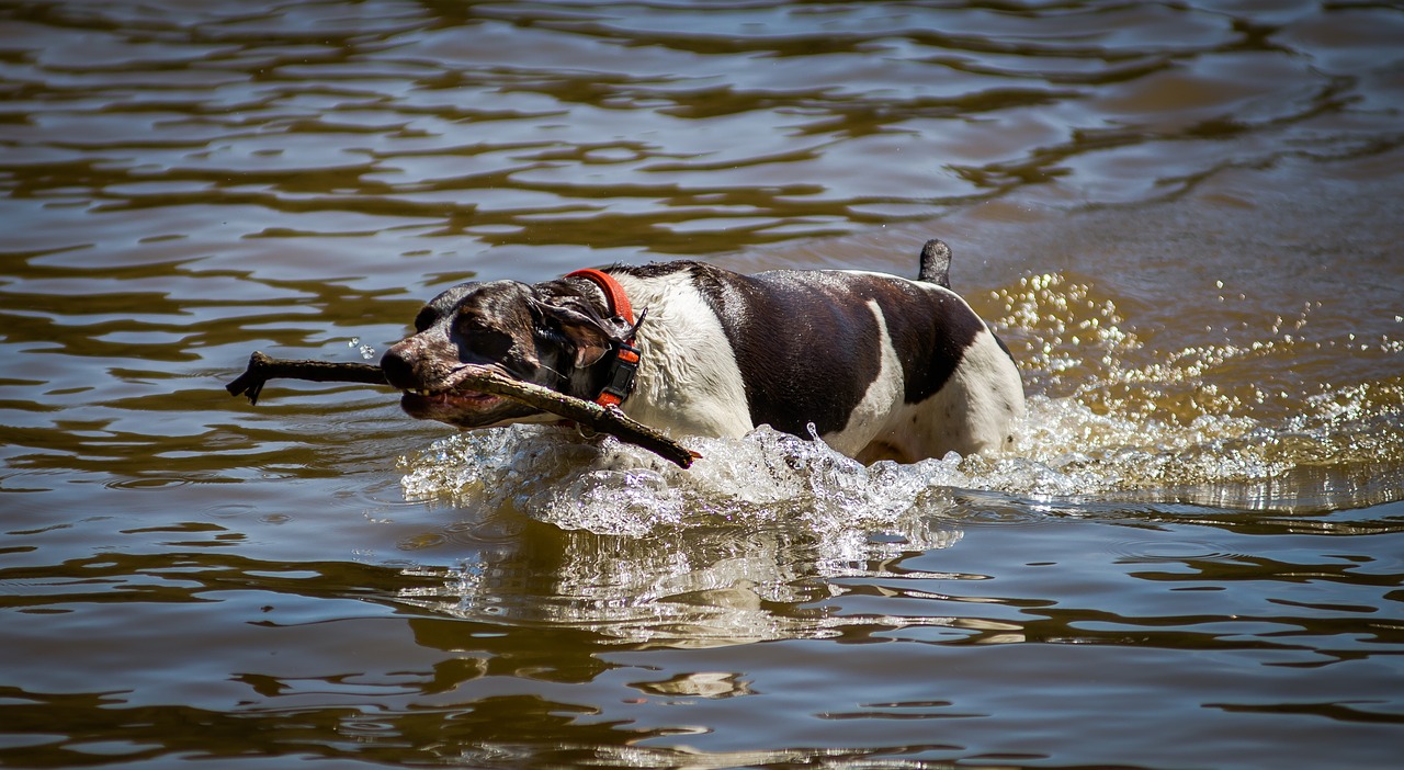 dog swimming lake free photo