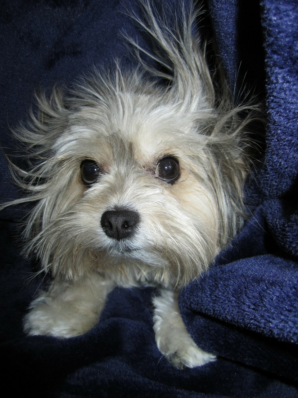 dog head fluffy free photo