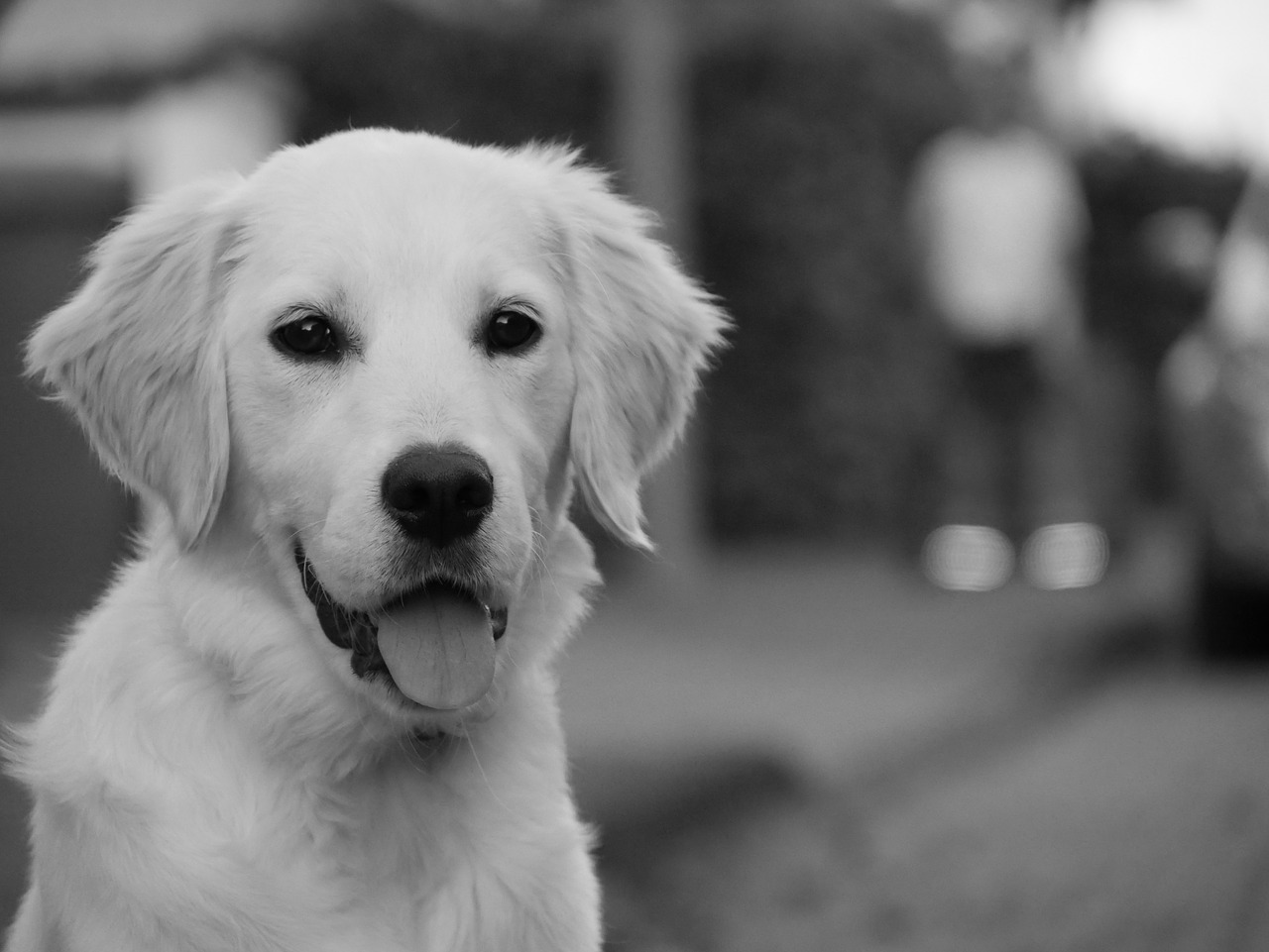 dog face animal portrait free photo