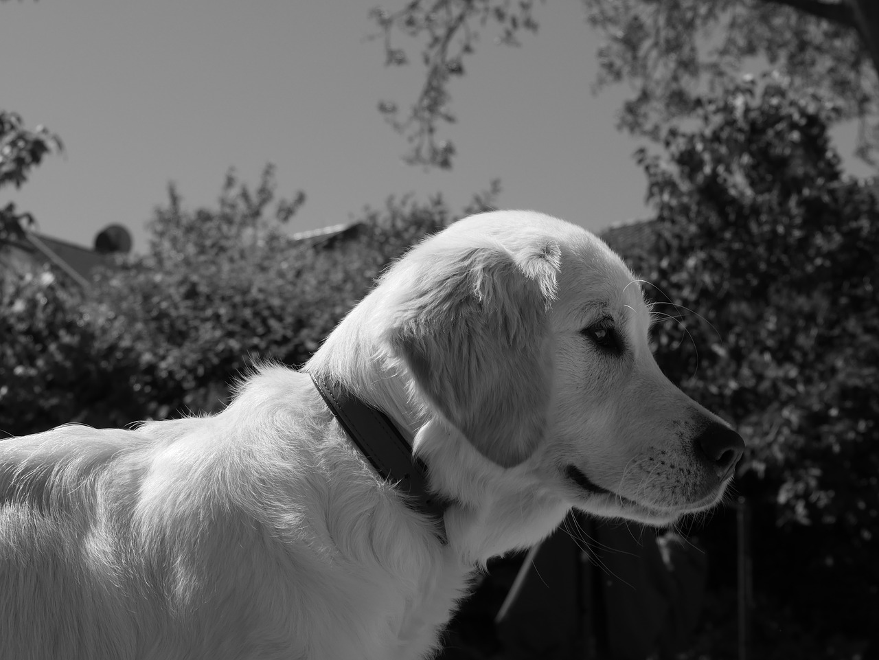 dog black and white pet free photo