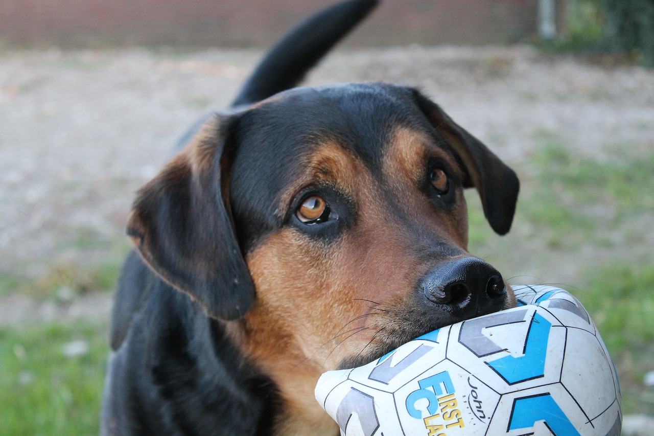 dog asking ball free photo