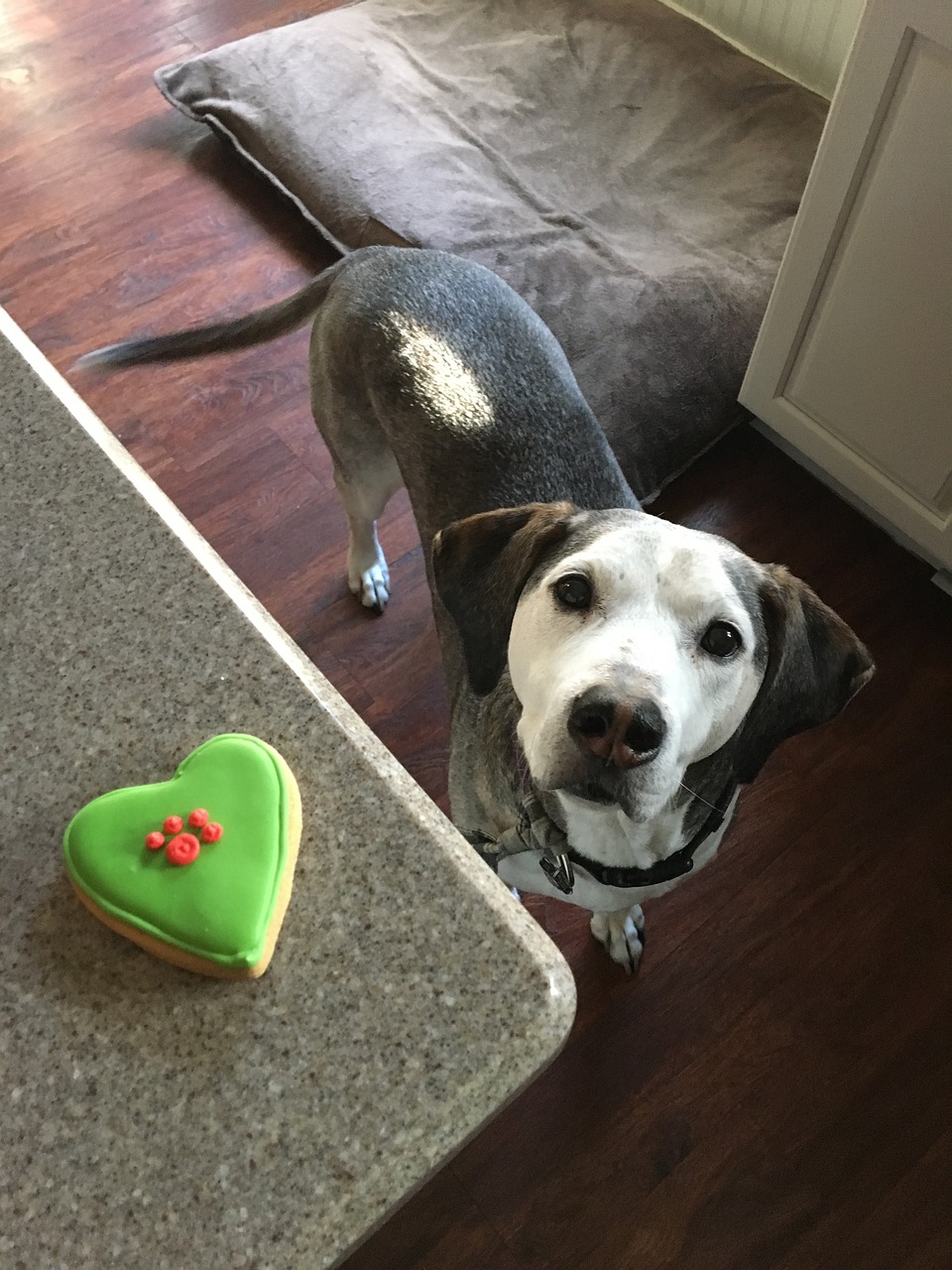 dog treat dog cookie free photo