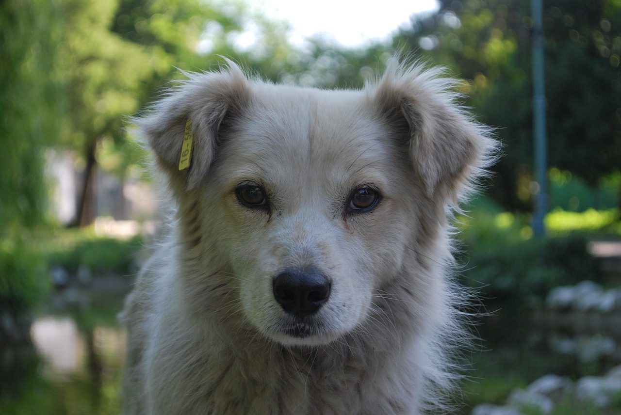 dog white profile free photo