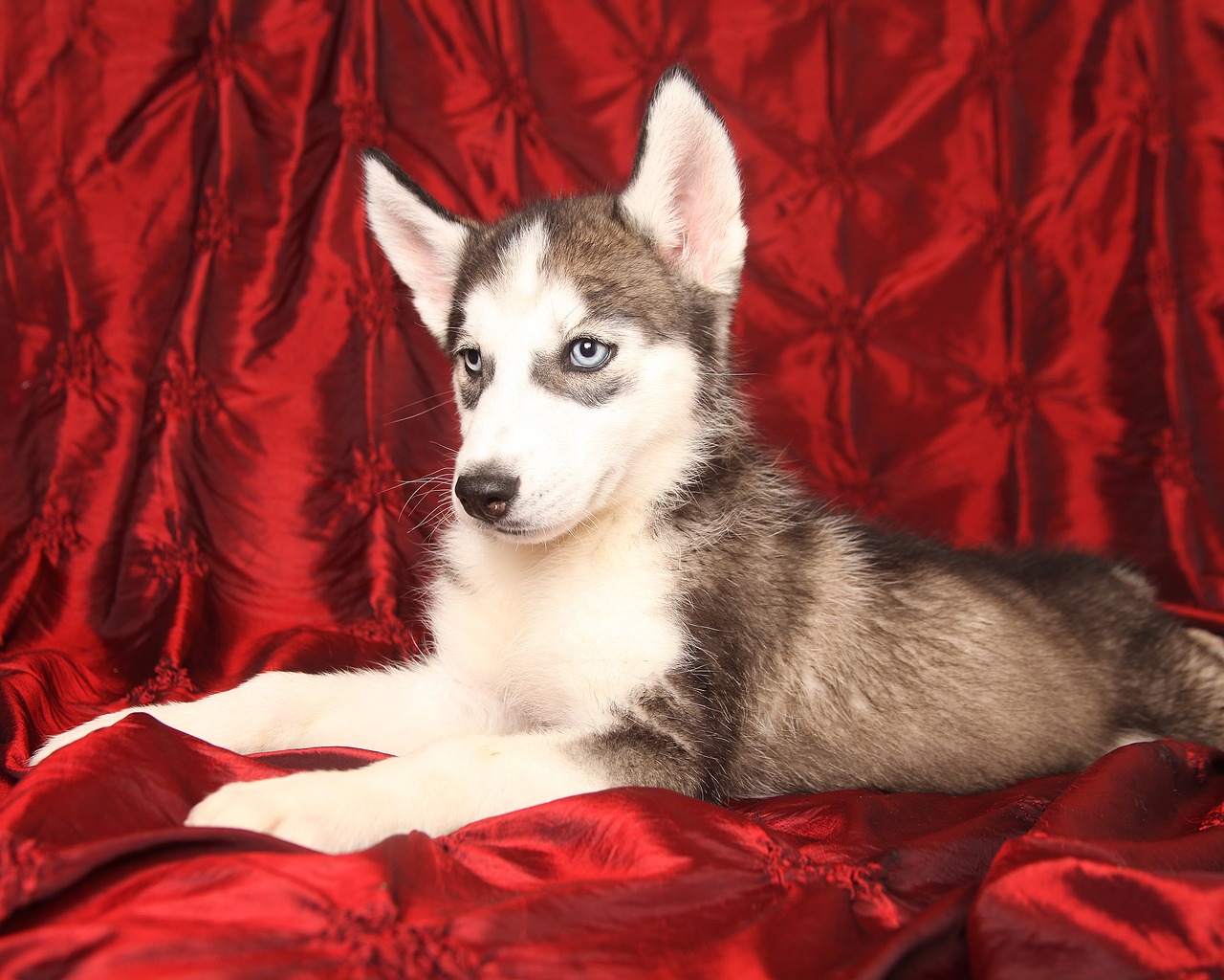 dog husky puppy free photo