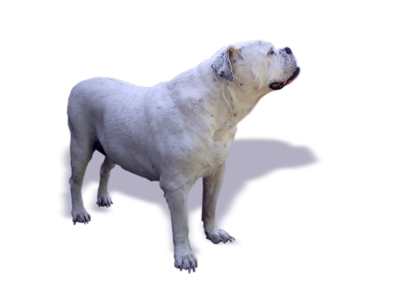 dog bulldog oldebulldog free photo