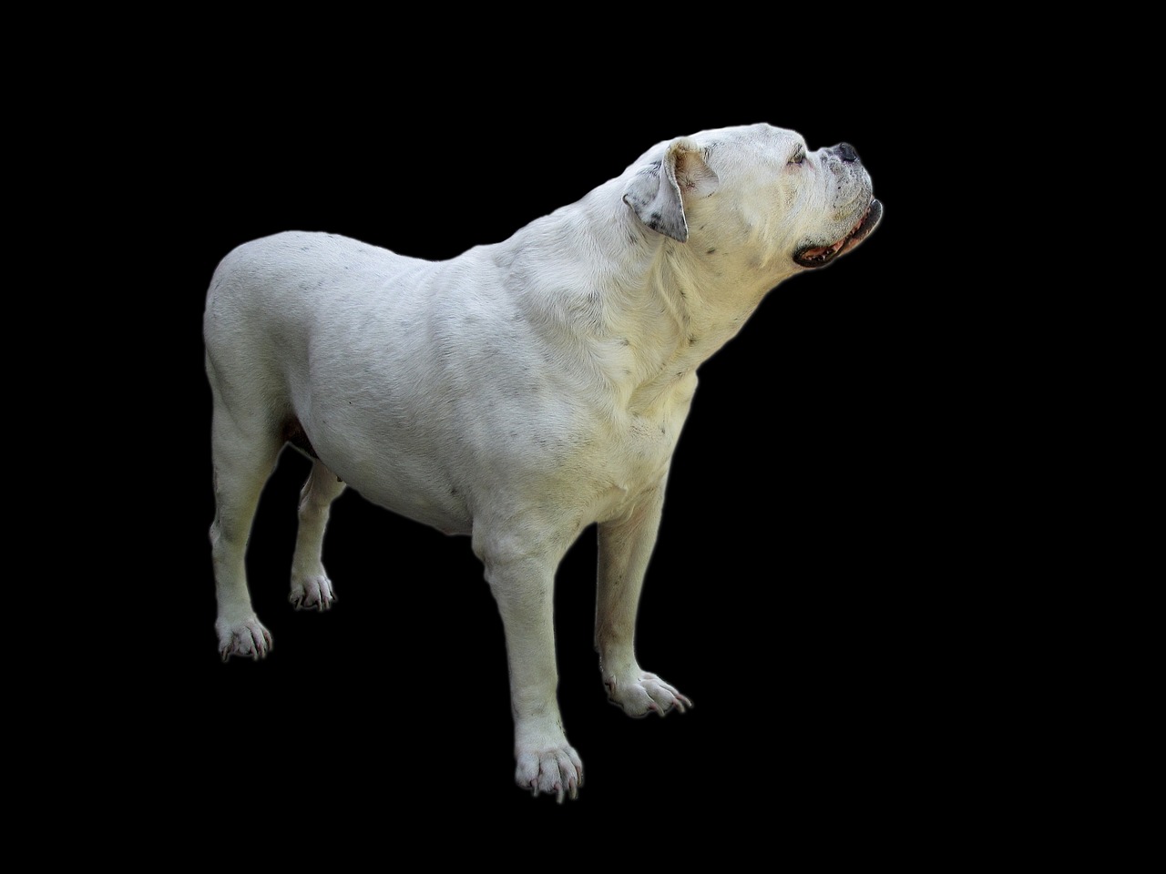 dog bulldog oldebulldog free photo