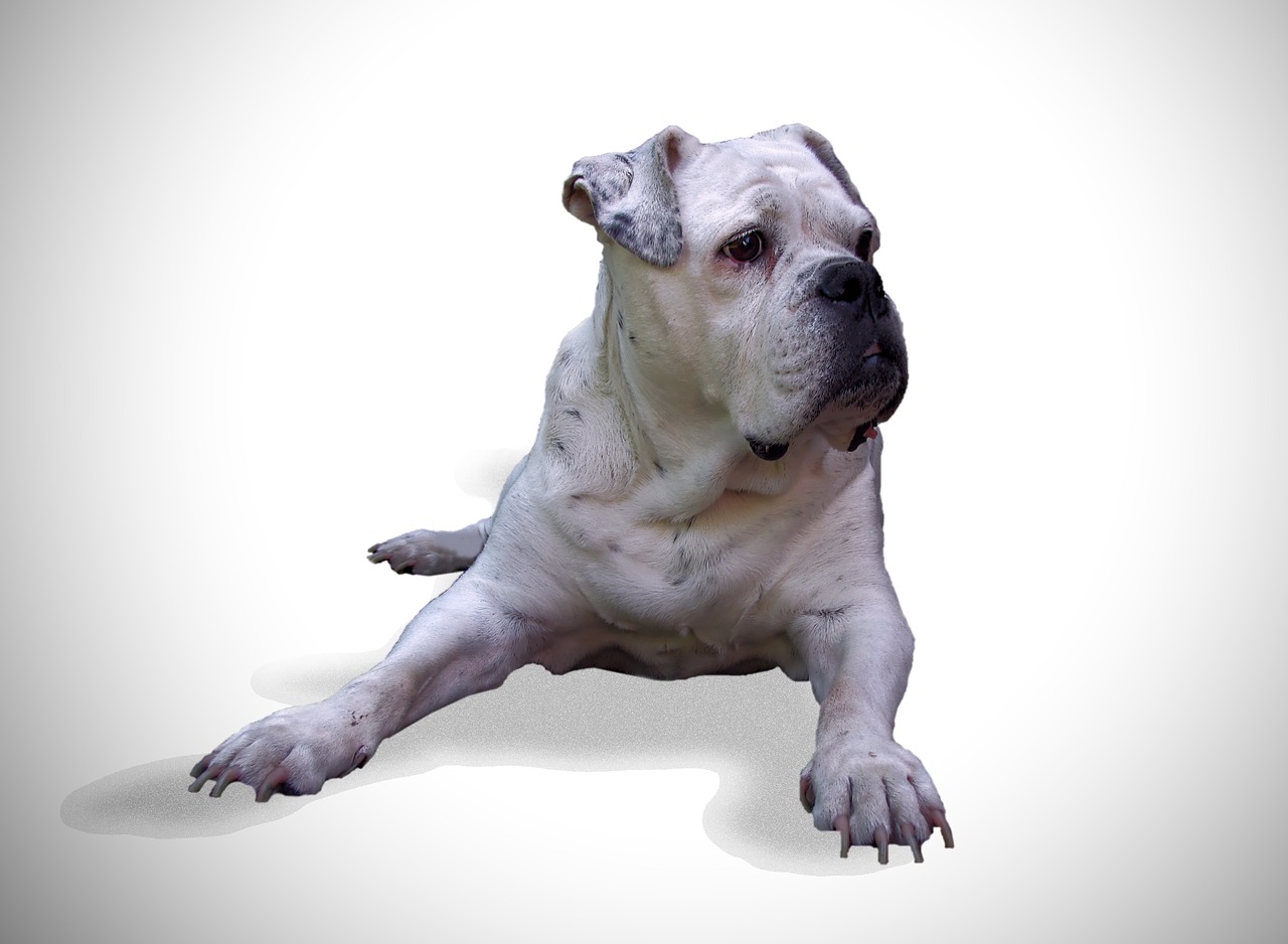 dog bulldog oldebulldog free photo