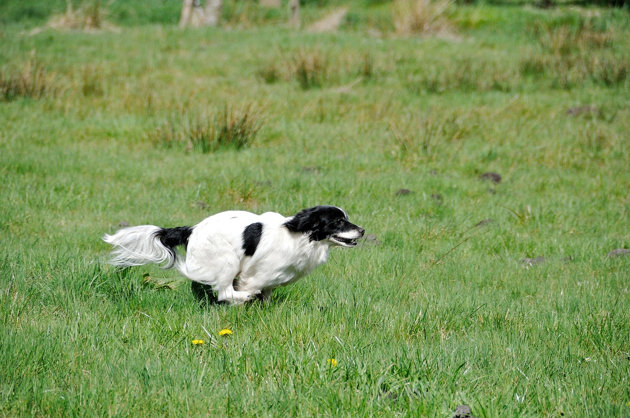 dog small dog race free photo