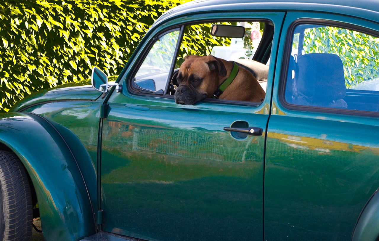 dog auto vw free photo