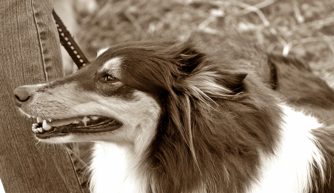 dog long haired collie tricolor free photo