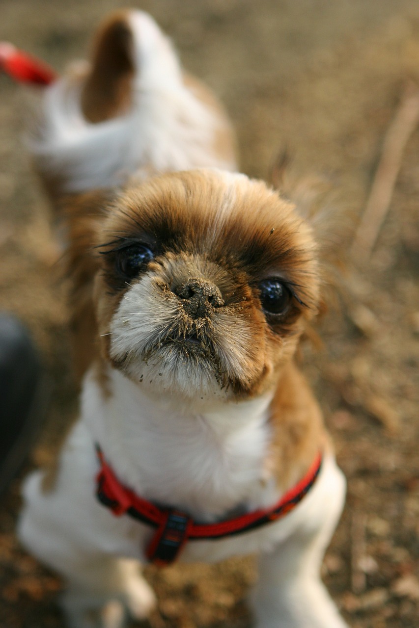 dog puppy park free photo