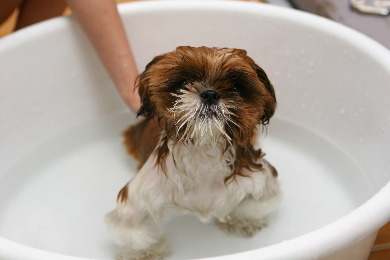 dog puppy bath free photo