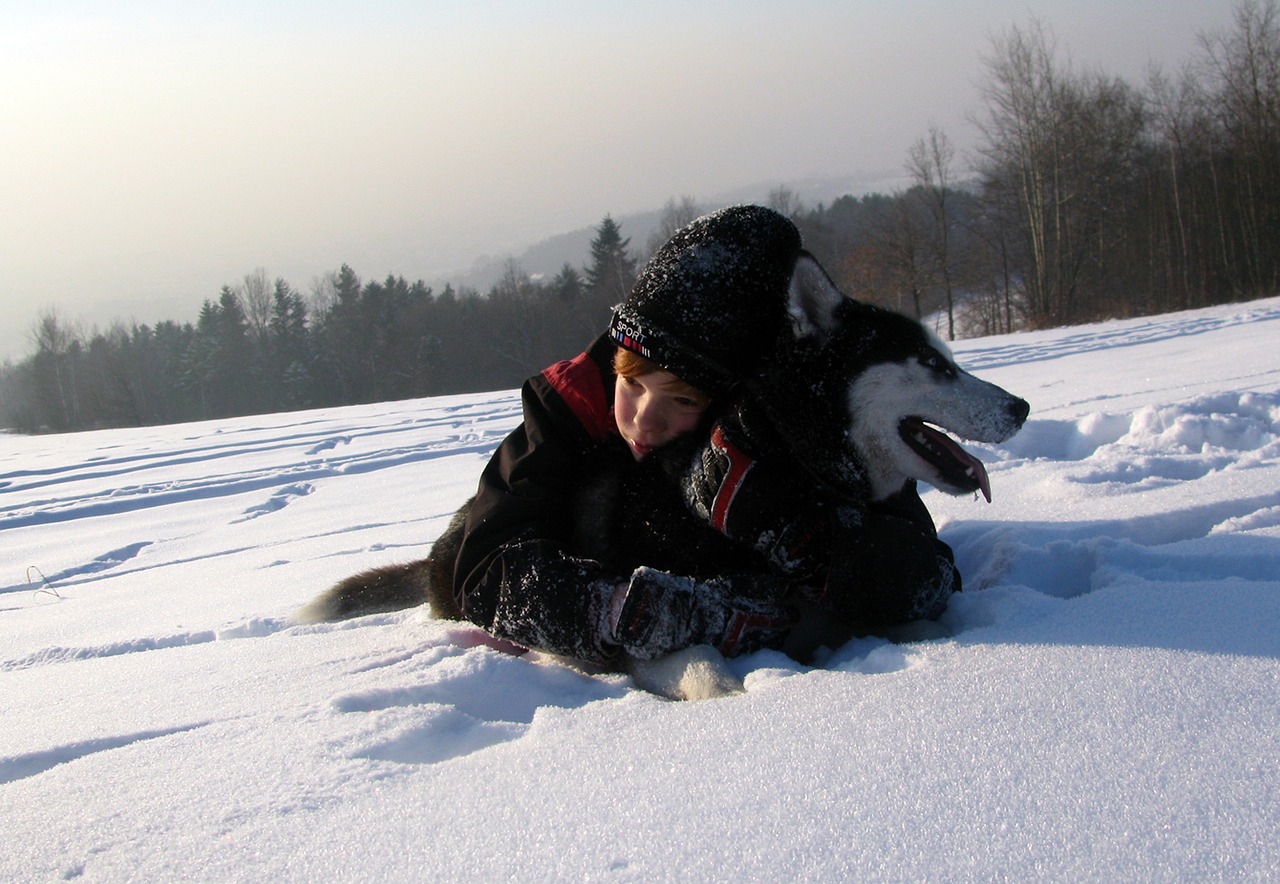 dog husky snow free photo