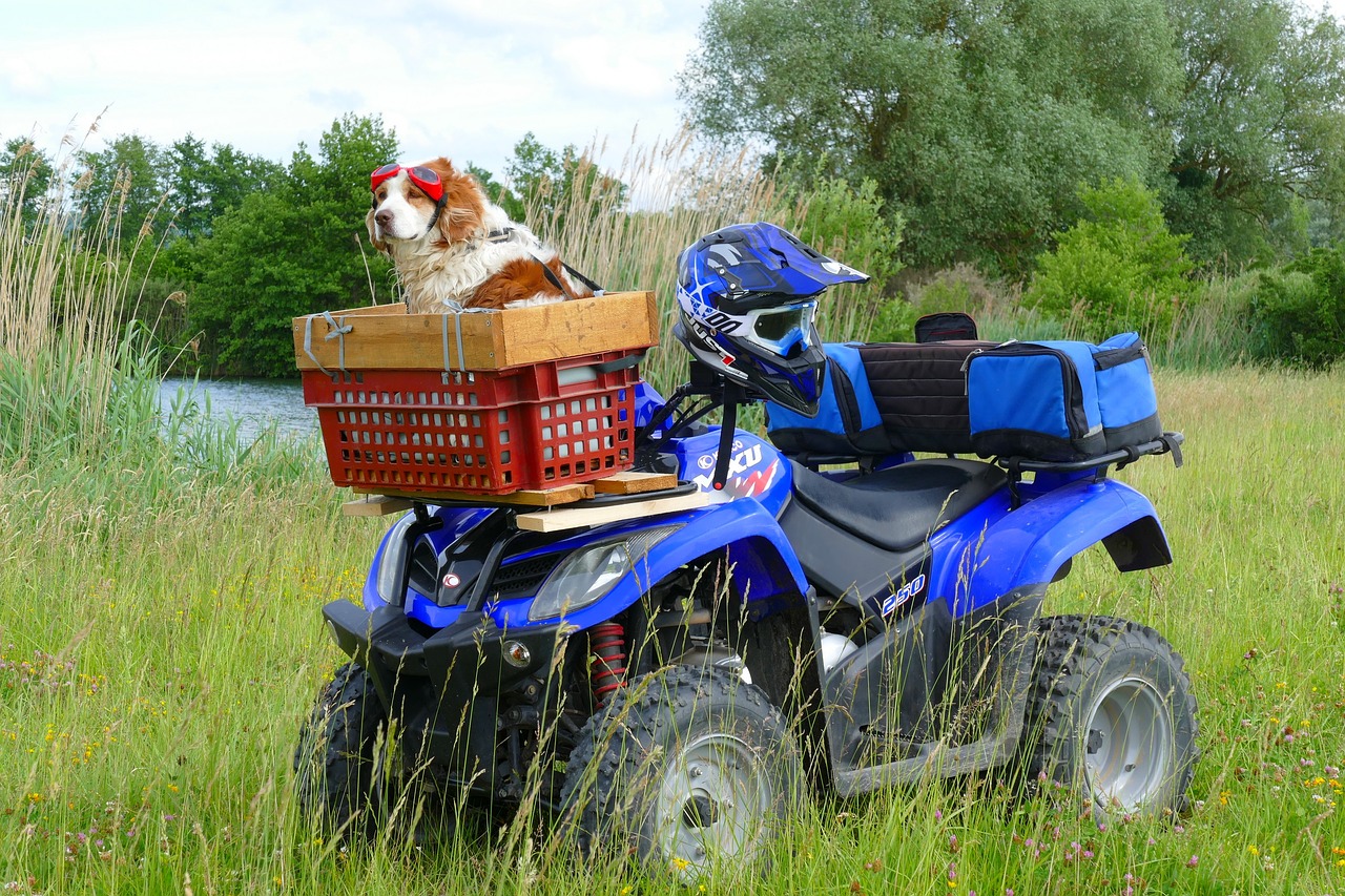 dog nature motorcycle free photo