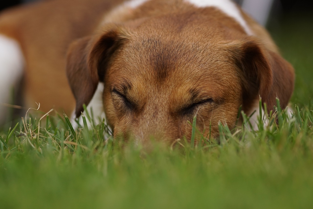 dog sleep pet free photo