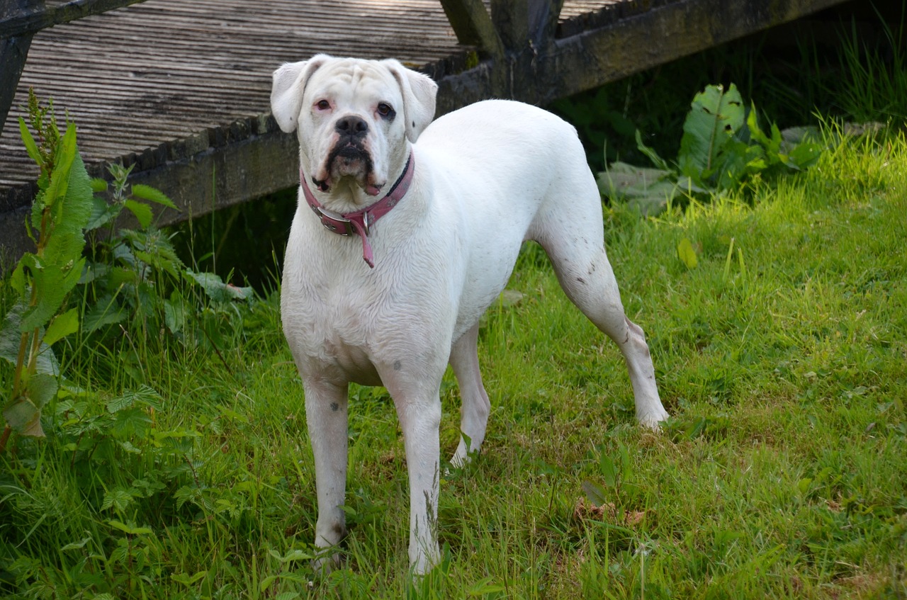 dog great dane pet free photo