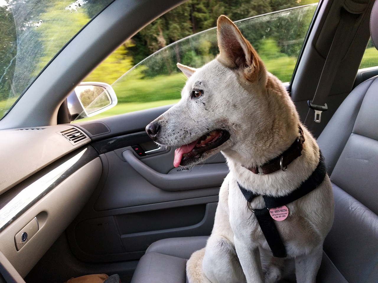 dog car ride free photo