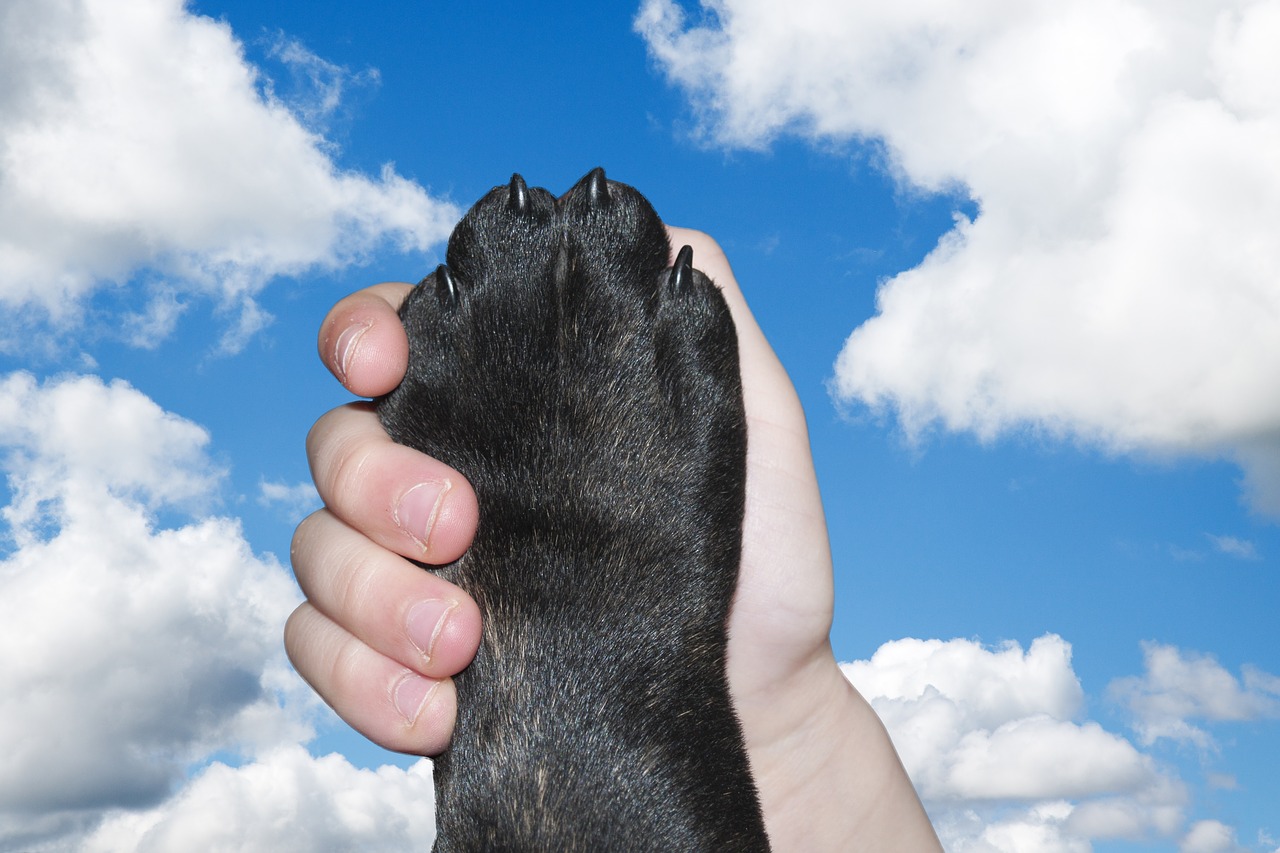 dog paw hand free photo
