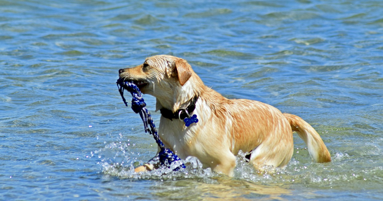 dog bathing in the sea retrieve free photo