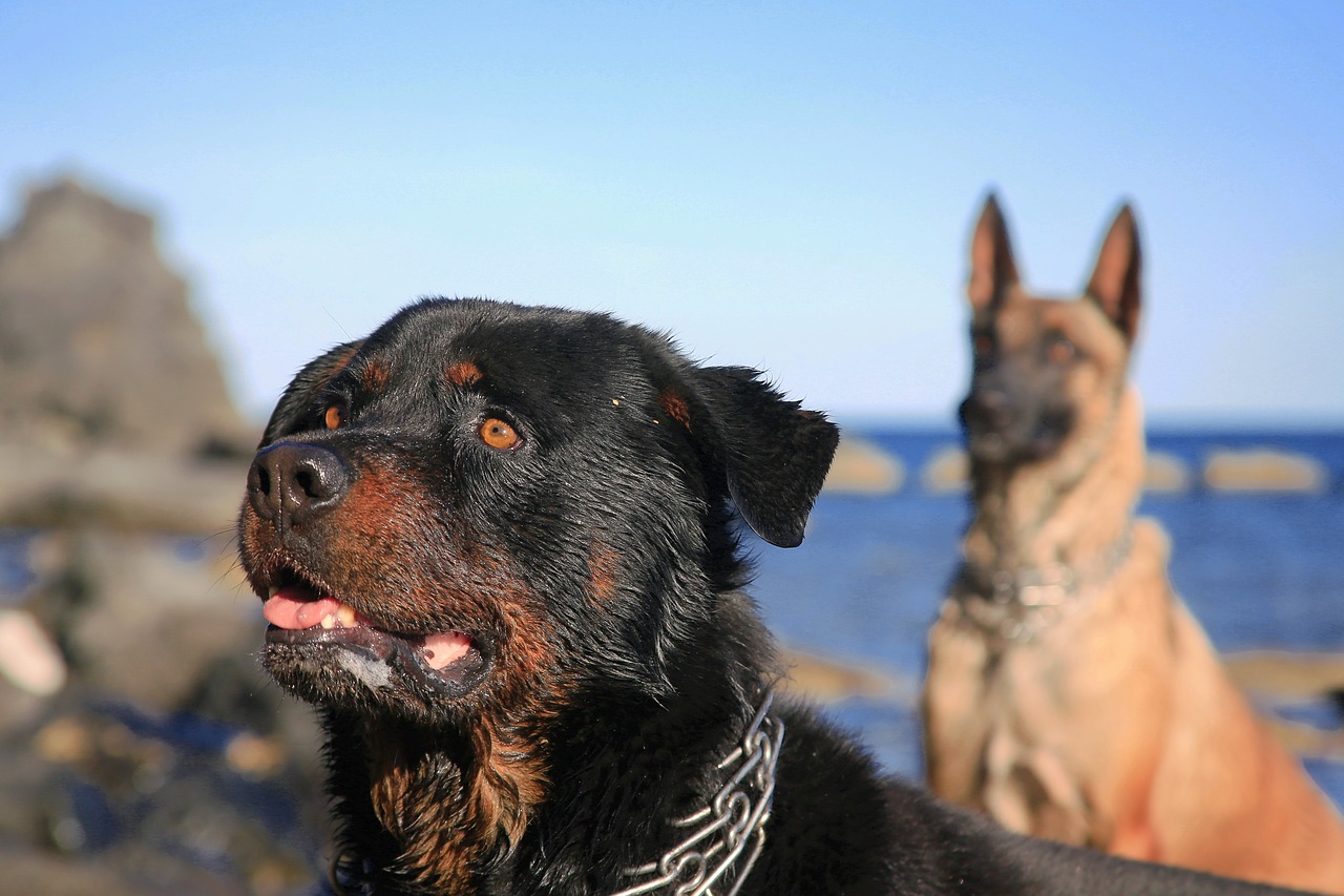 dog canine truffle free photo