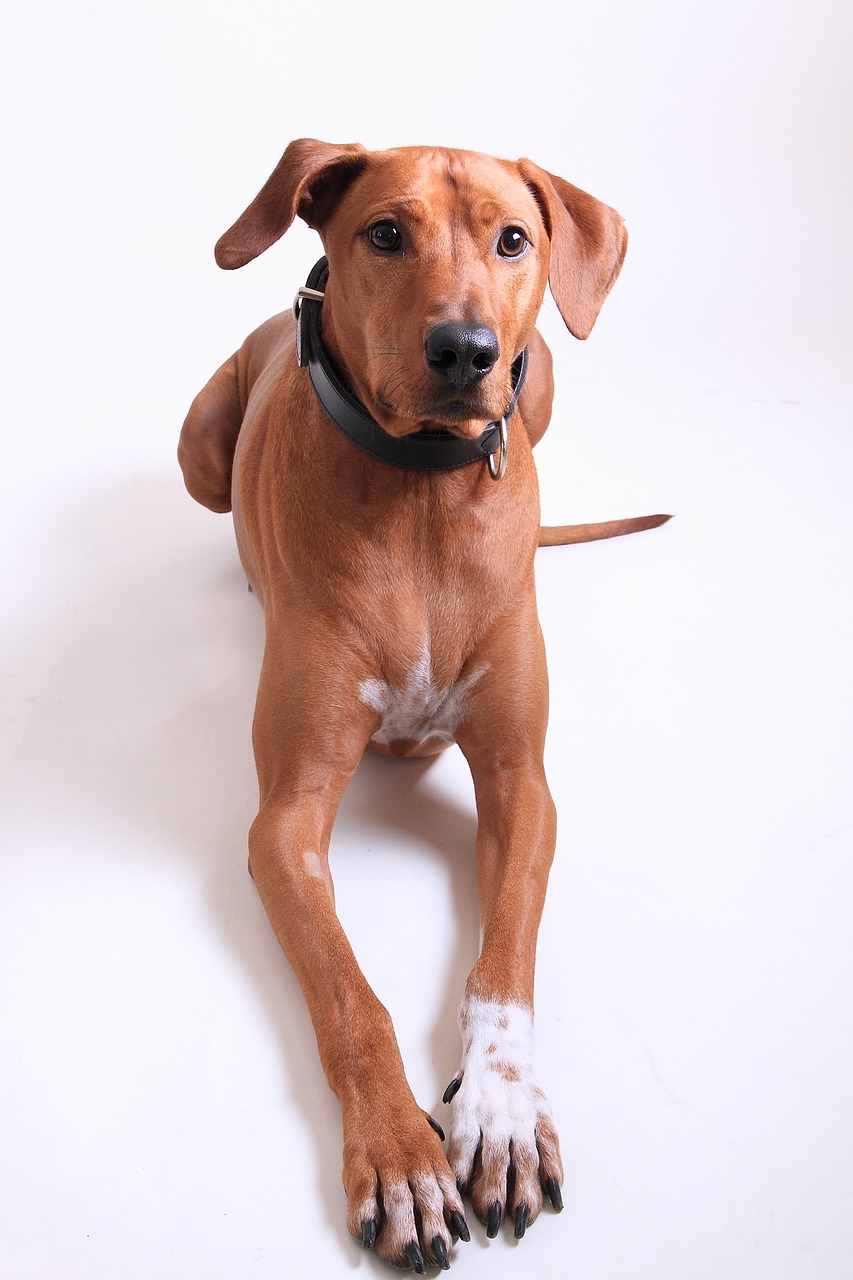 dog rhodesian ridgeback dog breed free photo