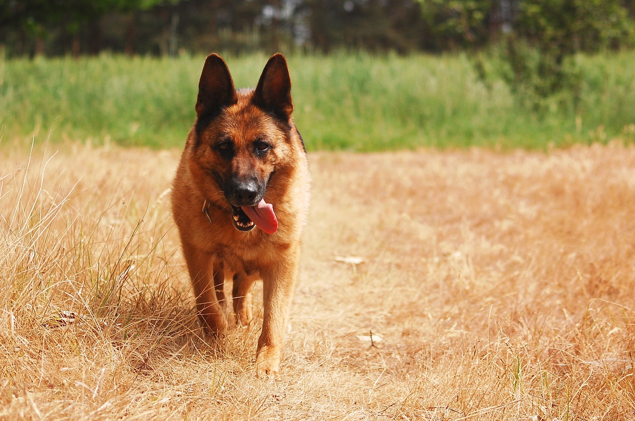 dog german shepherd black and tan free photo