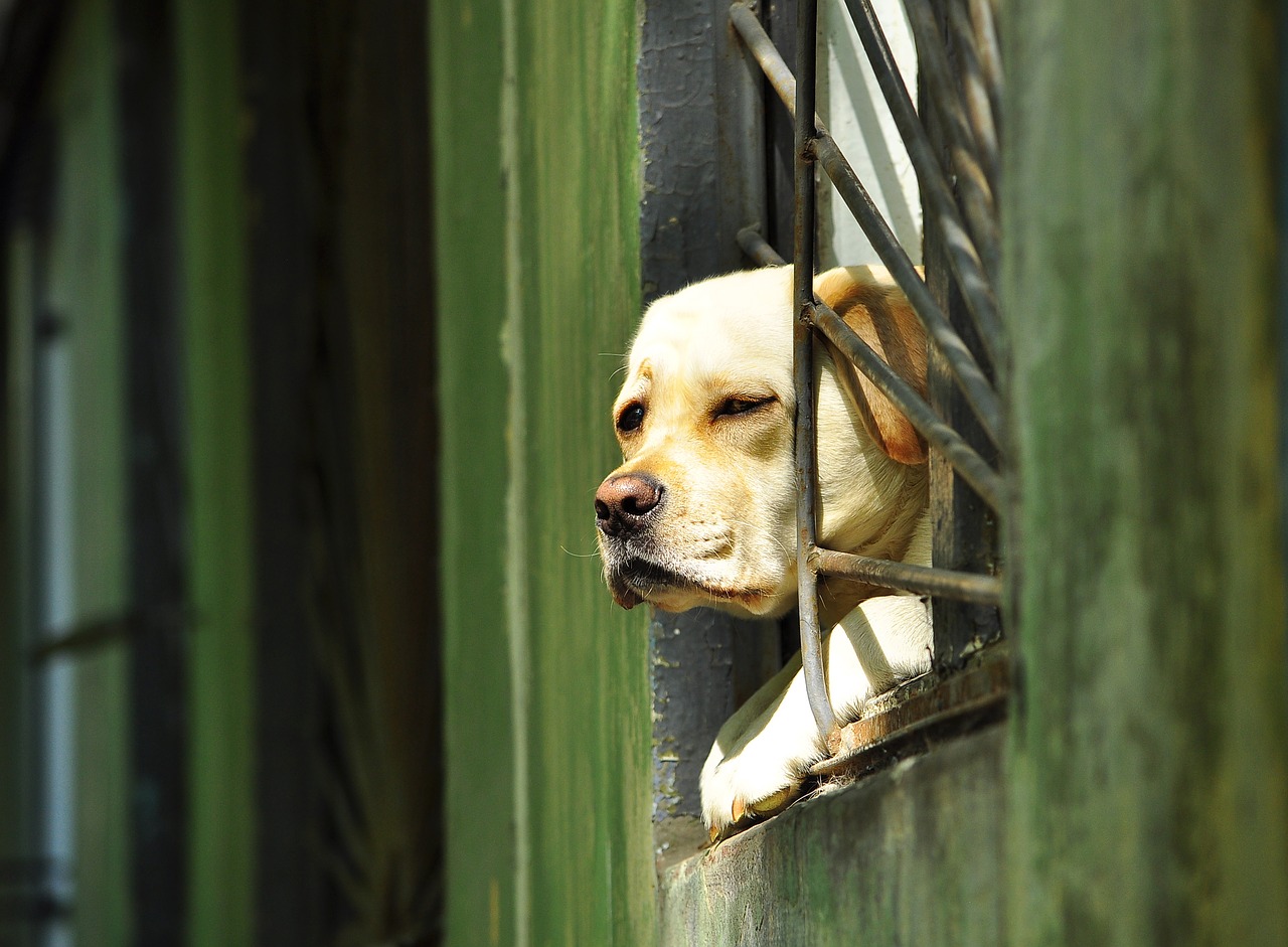 dog window grille free photo