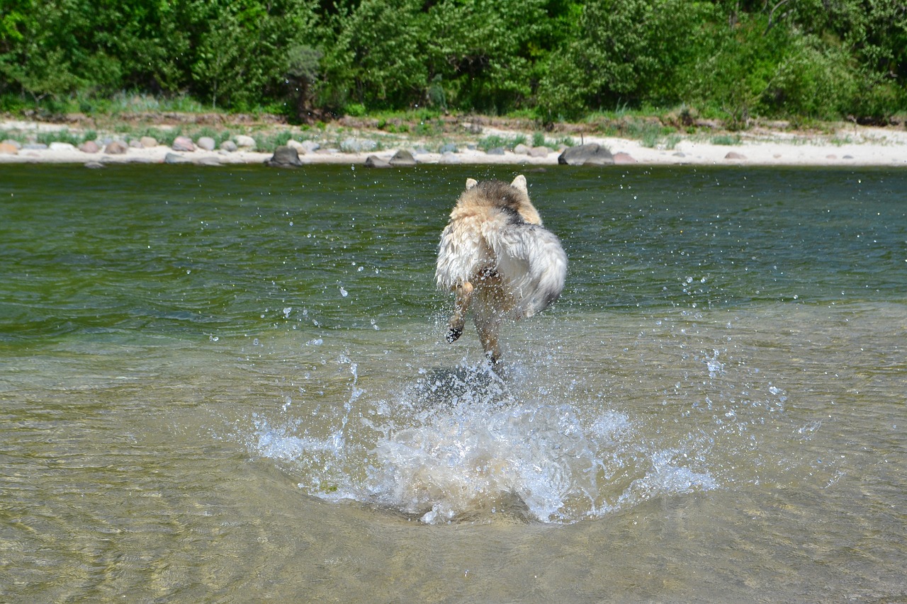 dog water most beach free photo