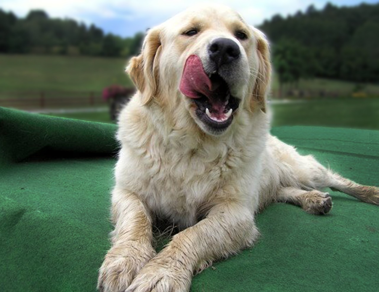 dog labrador retriever free photo