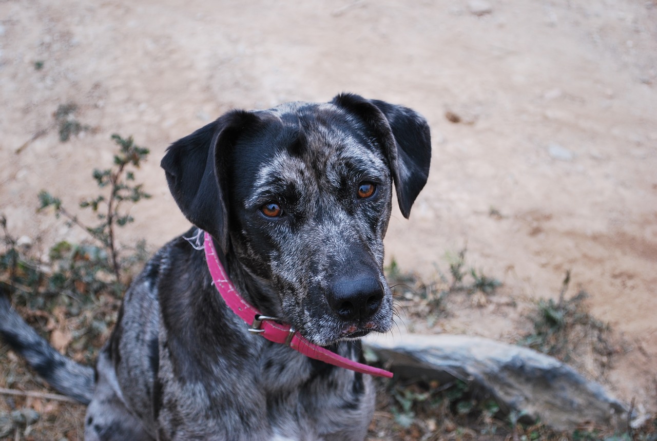 dog leopard dog black and grey dog free photo