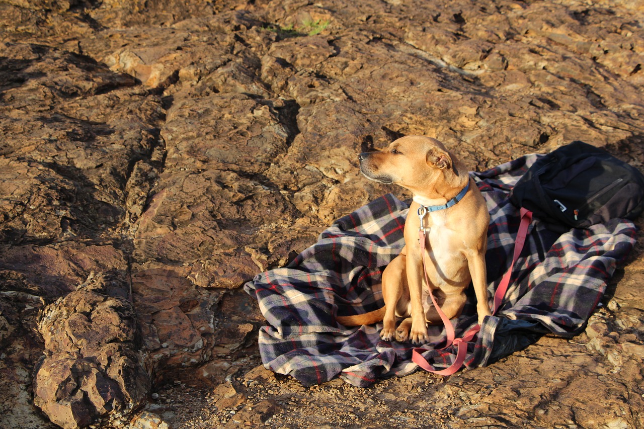 dog rock sun free photo