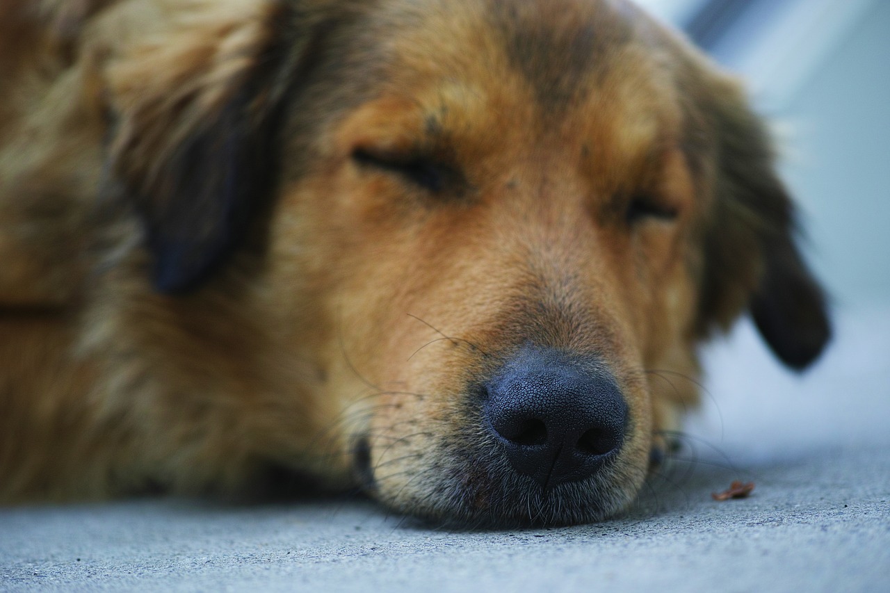 dog sleep brown free photo