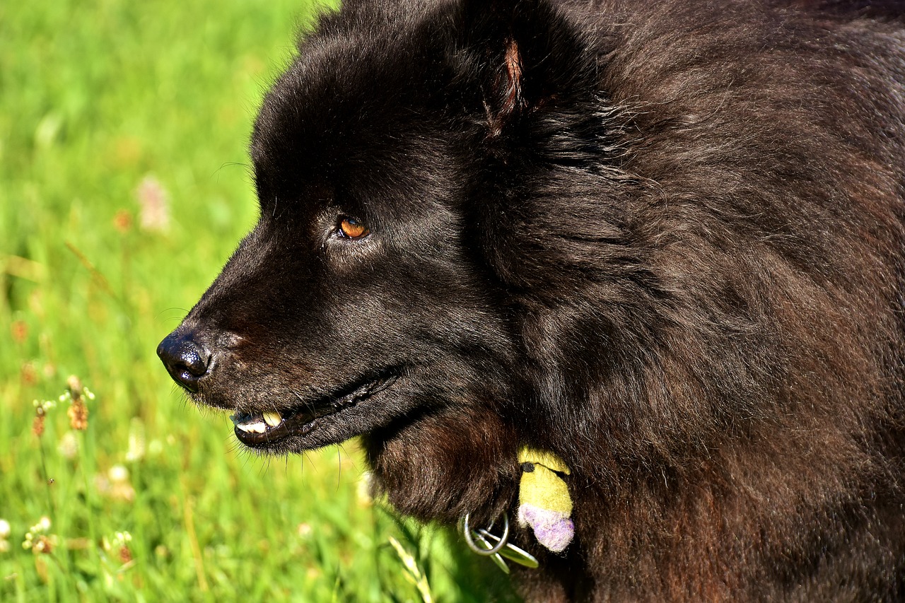 dog black fur free photo