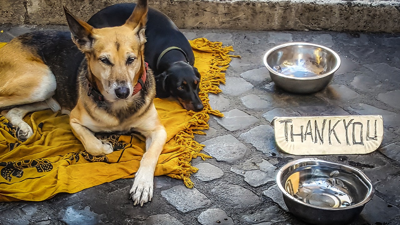 dog beg beggar free photo