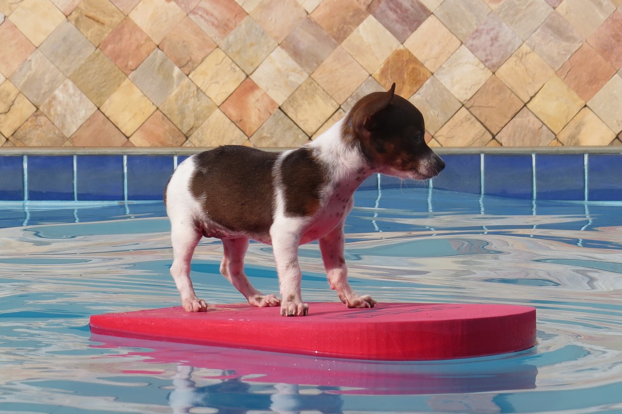dog puppy pool free photo