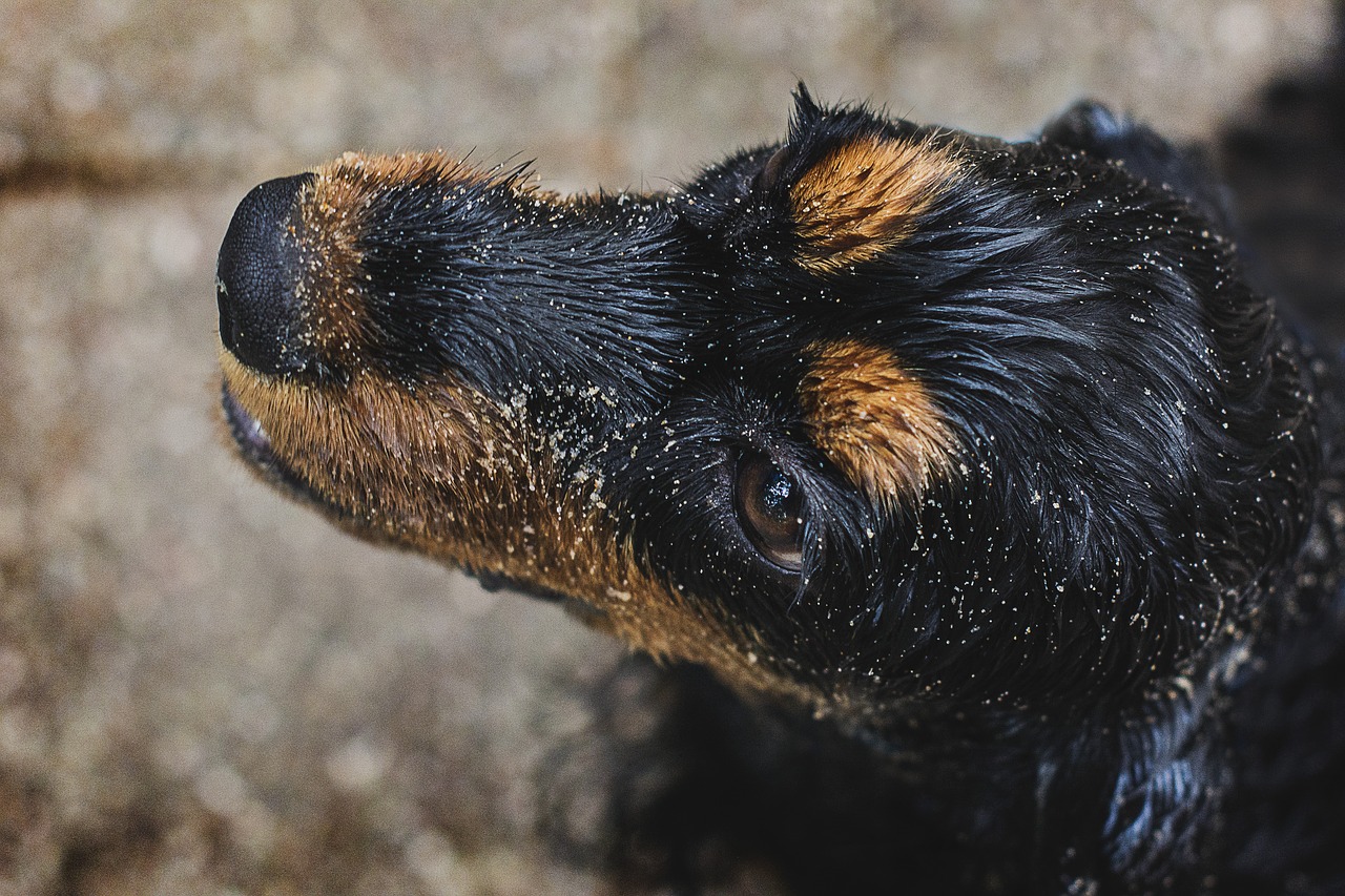 dog doggy wet free photo