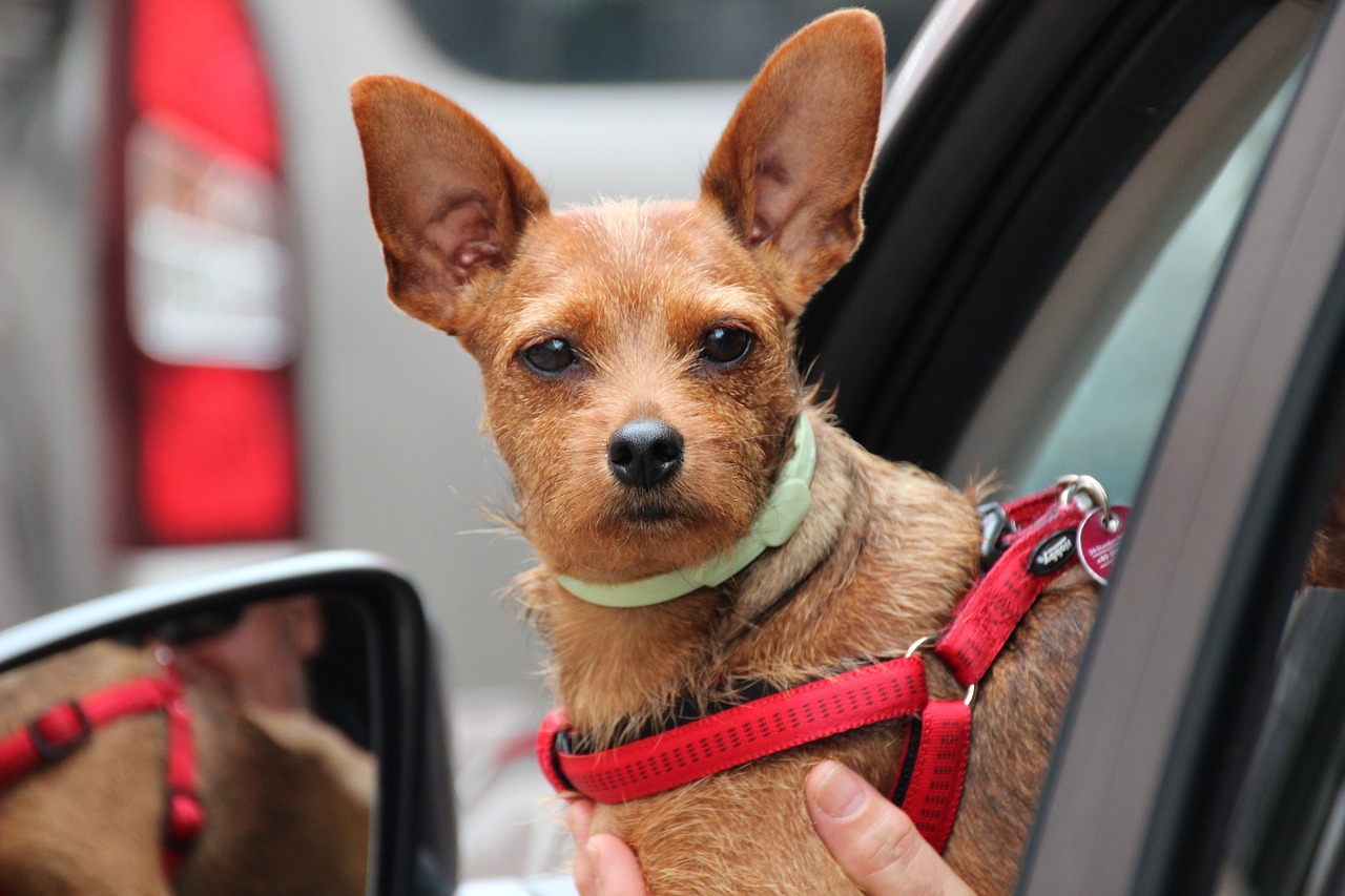 dog small dog car window free photo