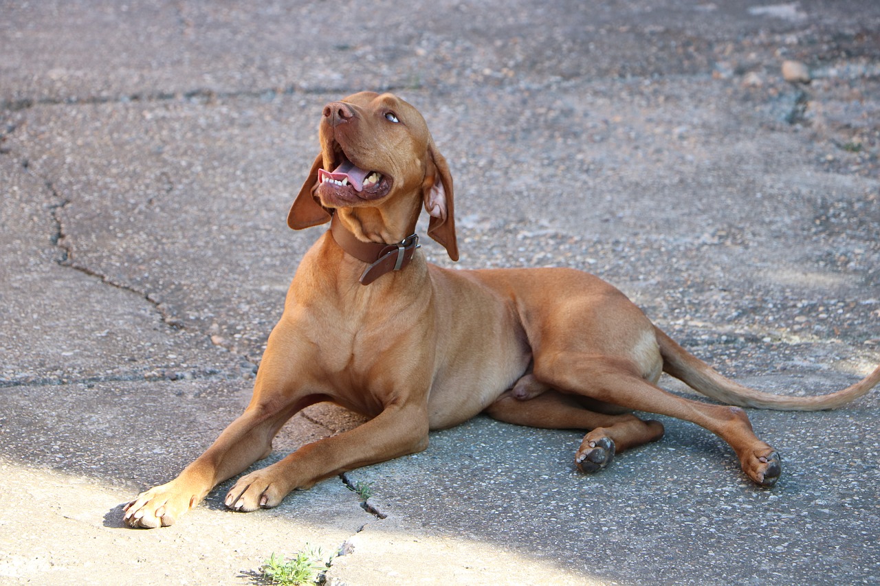 dog beagle hungarian vizsla free photo