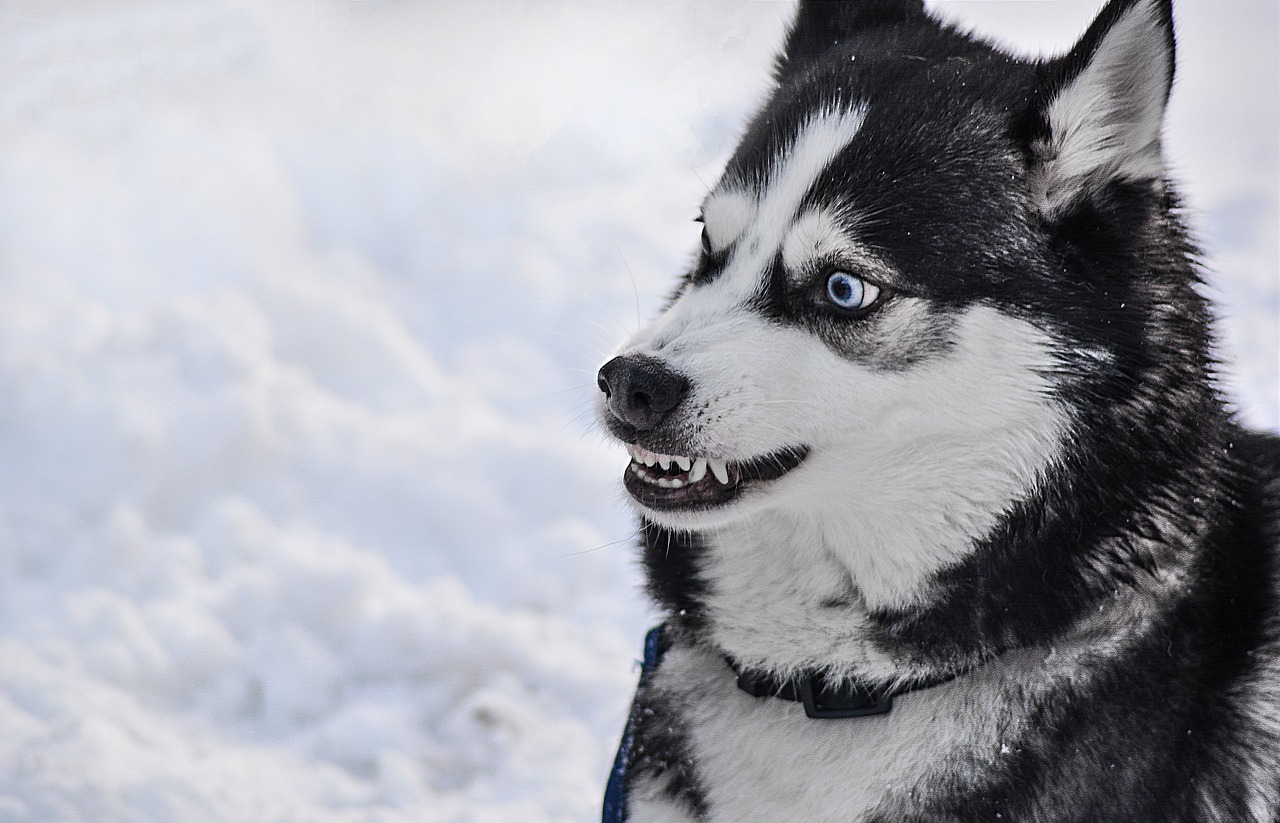 dog angry teeth free photo