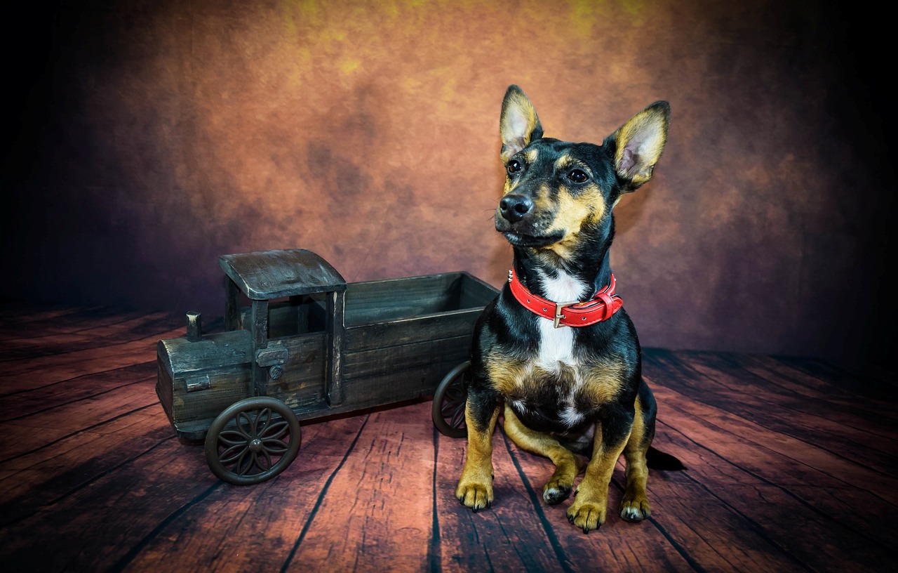 dog vintage an free photo