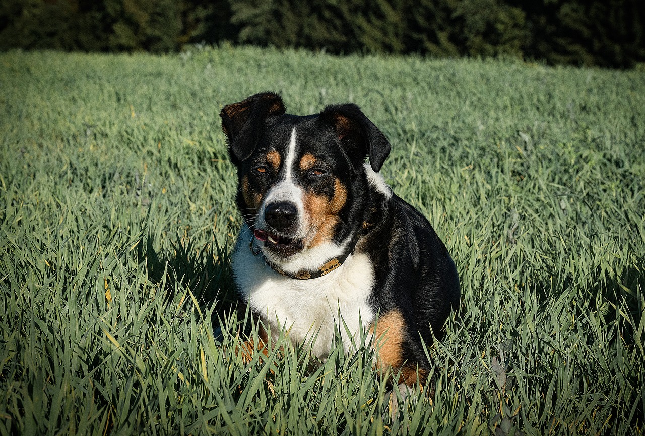 dog appenzeller meadow free photo