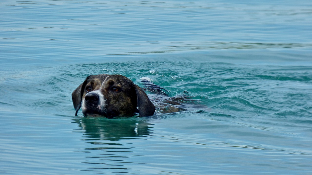 dog floats water free photo