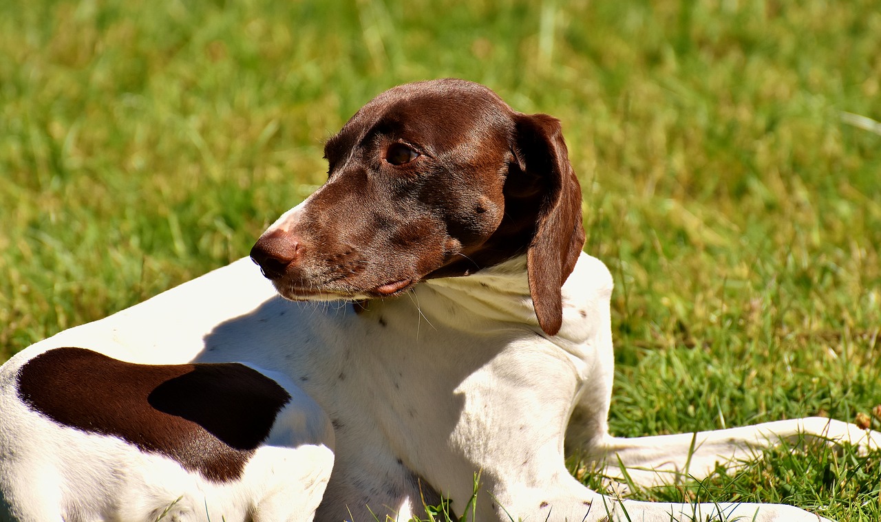 dog meadow dear free photo