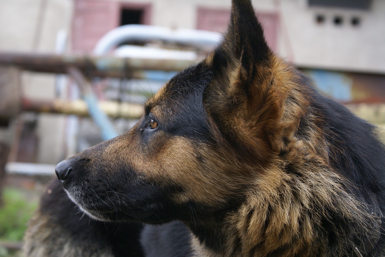 dog look sheep-dog free photo