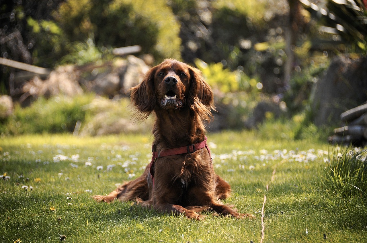 dog garden spring free photo