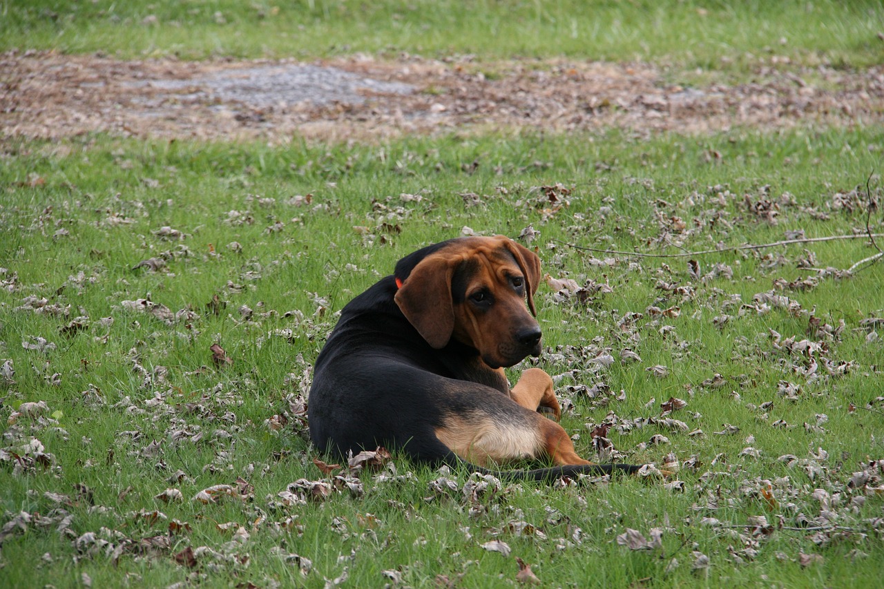 dog outside laying down free photo