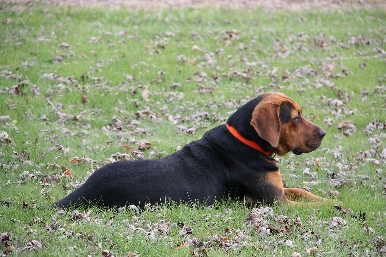 dog laying down outside free photo