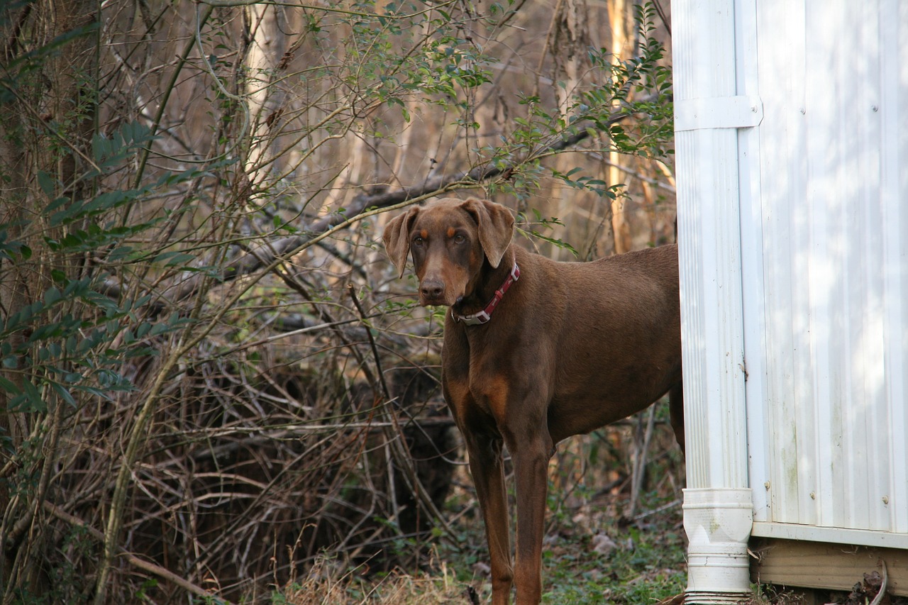 dog standing brown free photo